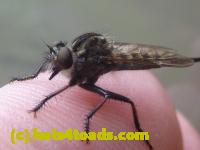 /home//u458753944/public_html/sourcegallery//Insects and small critters/flies (Diptera)/P1080180.JPG